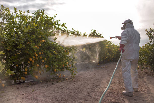 Best Mosquito Control Services  in Nisswa, MN